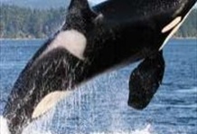 San Juan Islands Whale Watching & Sealife Search